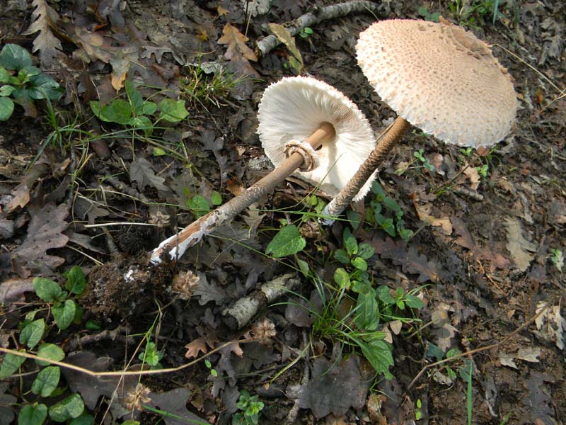 2�gruppo ritrovamenti del 15.10.2010.
